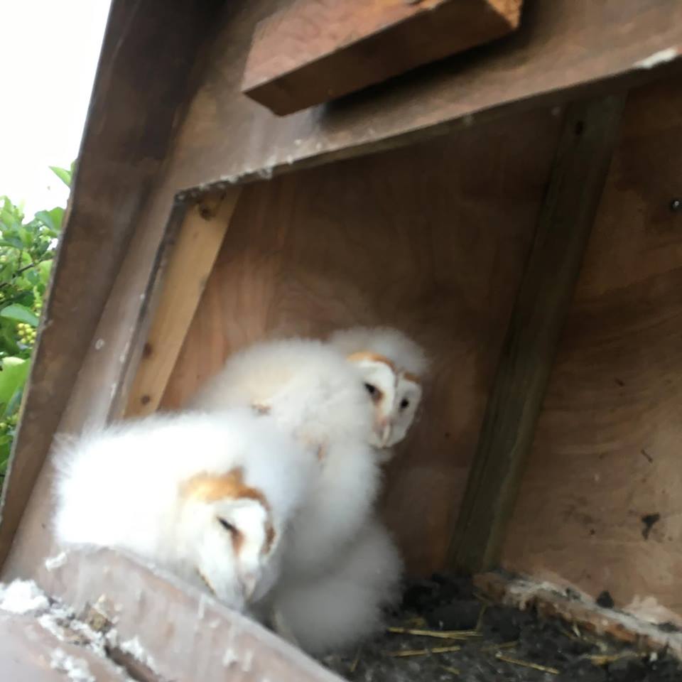 20637938_10155322353747819_1849506049750299578_n